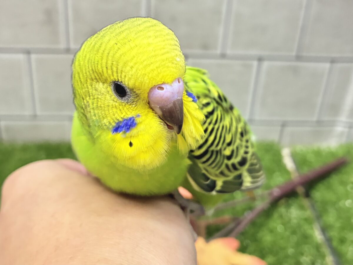 セキセイインコ