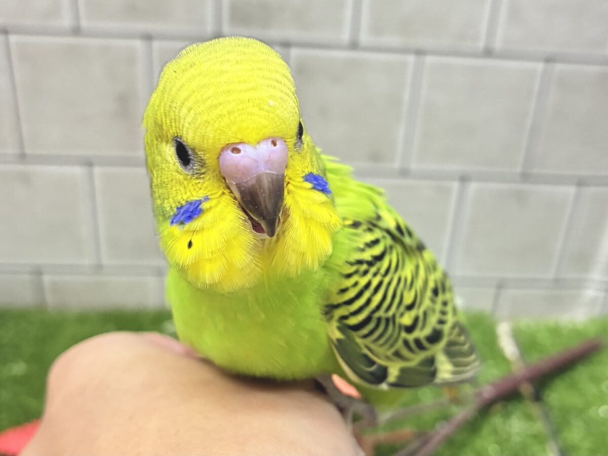 ✨最新画像✨お花っ！🌼( ˙꒳​˙⭕️)ﾏﾙ~のミドリ丸‪💚◎セキセイインコ(グリーンオパーリン/2026年9月生まれ)