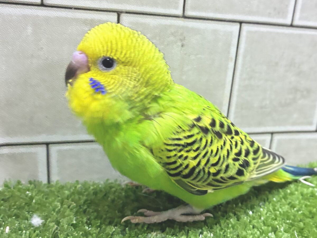 セキセイインコ