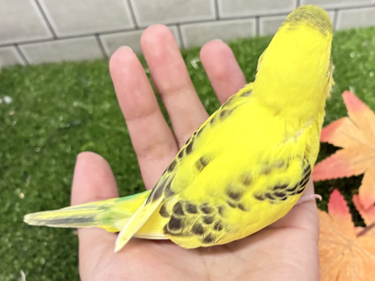 セキセイインコ