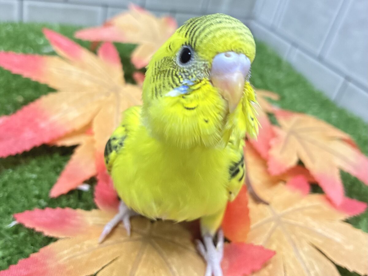 セキセイインコ