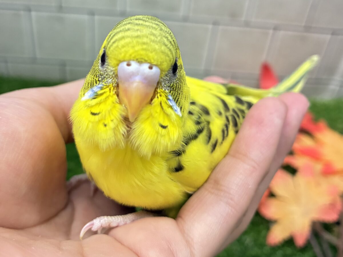 ✨最新画像✨𝐩𝐨𝐩’𝐧レモンに🍋⋆*黒薔薇ひらり🥀セキセイインコ(イエローハルクイン/2026年9月生まれ)