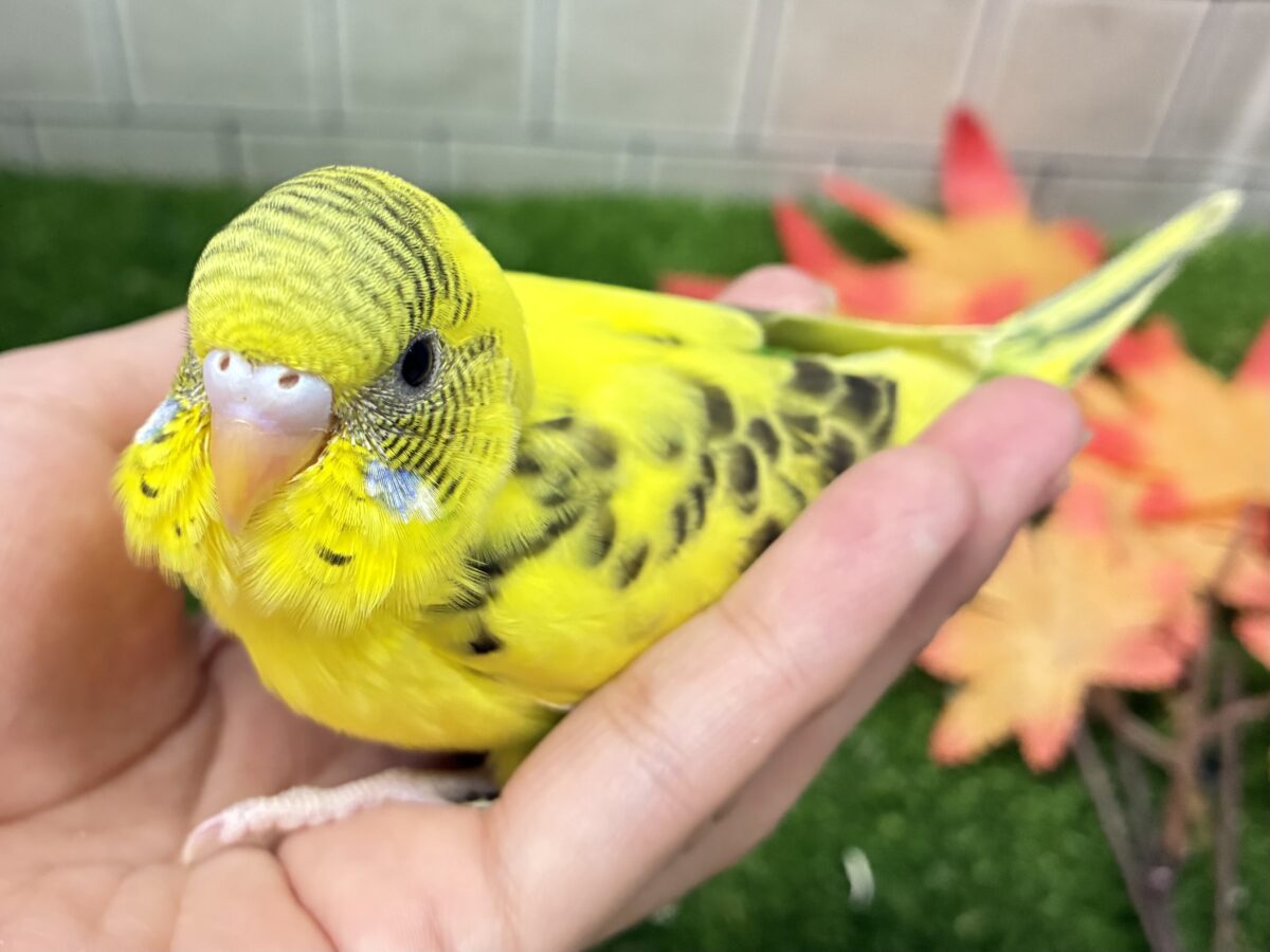 セキセイインコ