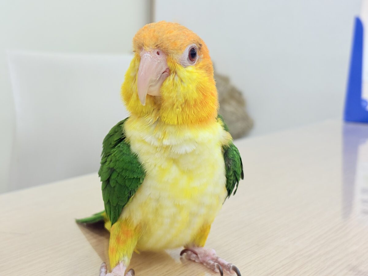 シロハラインコ