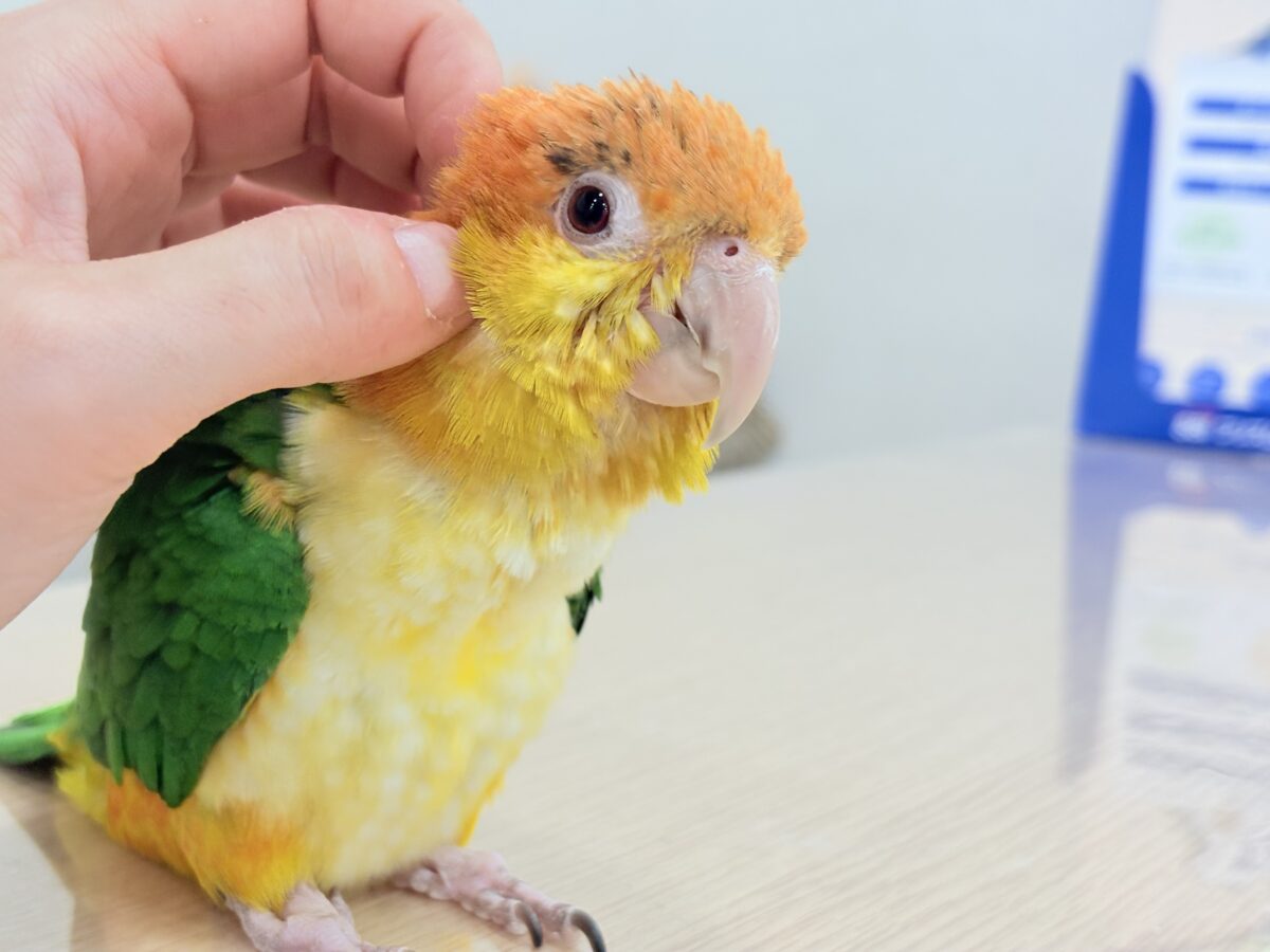 シロハラインコ