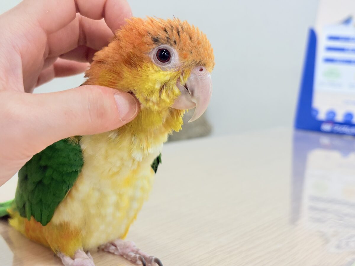 シロハラインコ