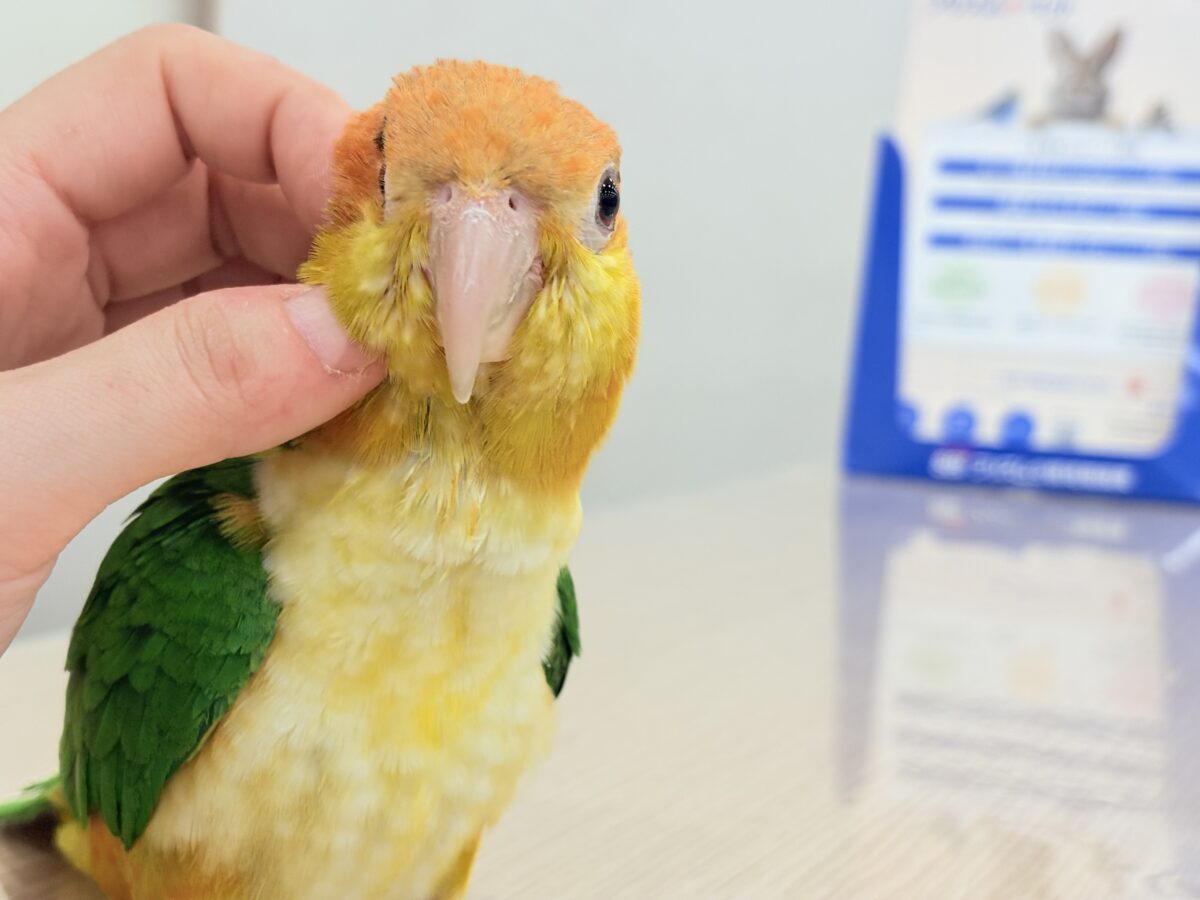 シロハラインコ
