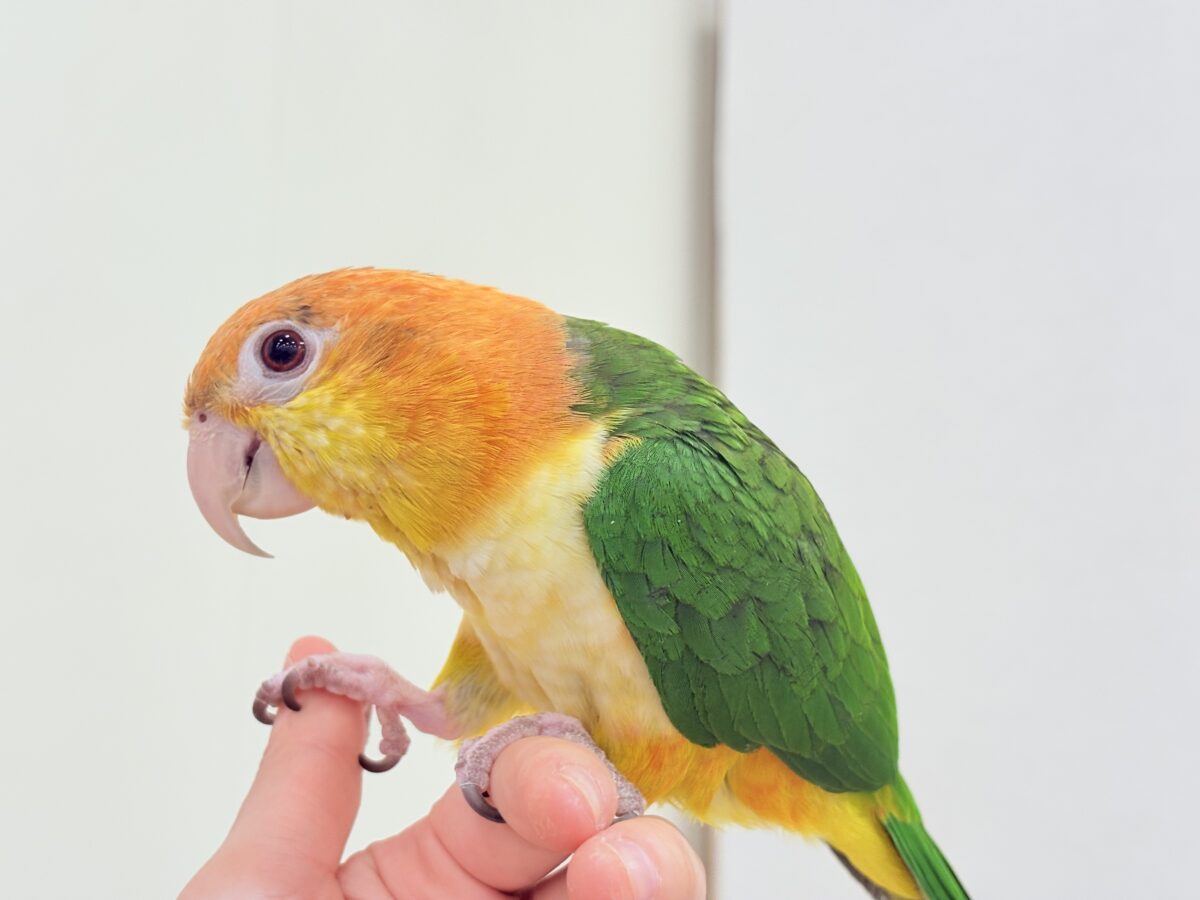 シロハラインコ