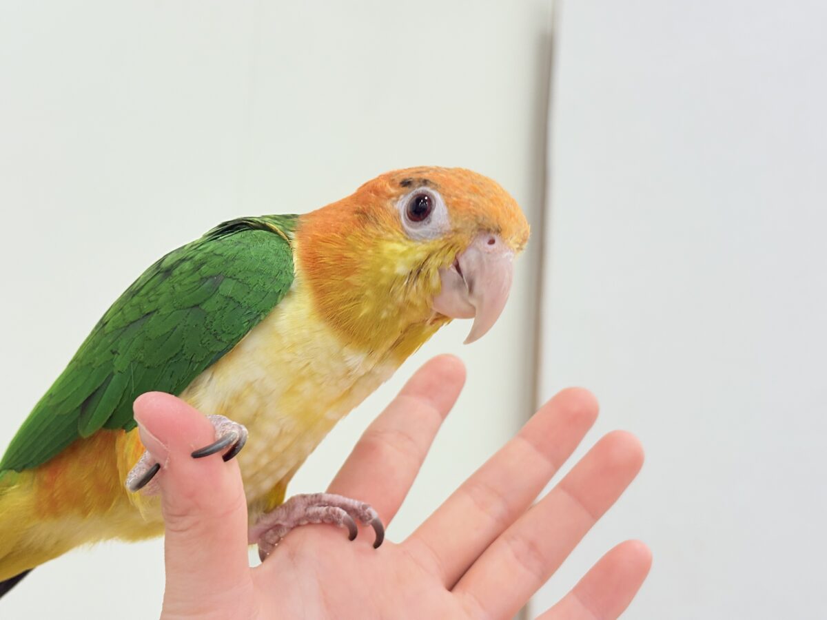 シロハラインコ