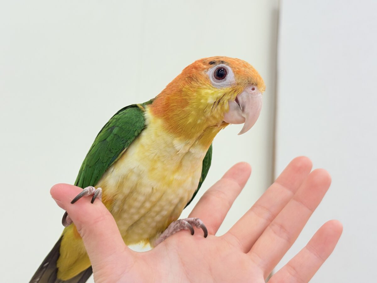 シロハラインコ