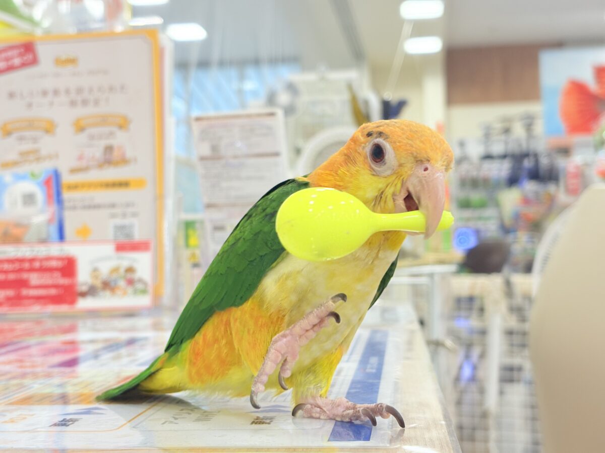 シロハラインコ