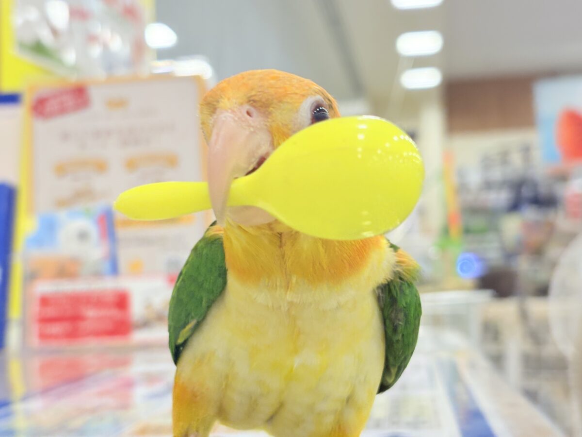 シロハラインコ