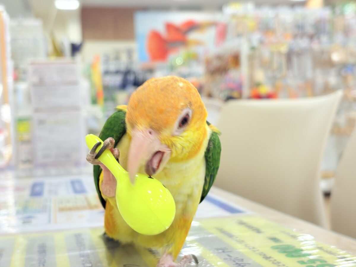 シロハラインコ