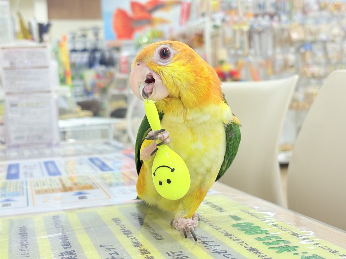 シロハラインコ