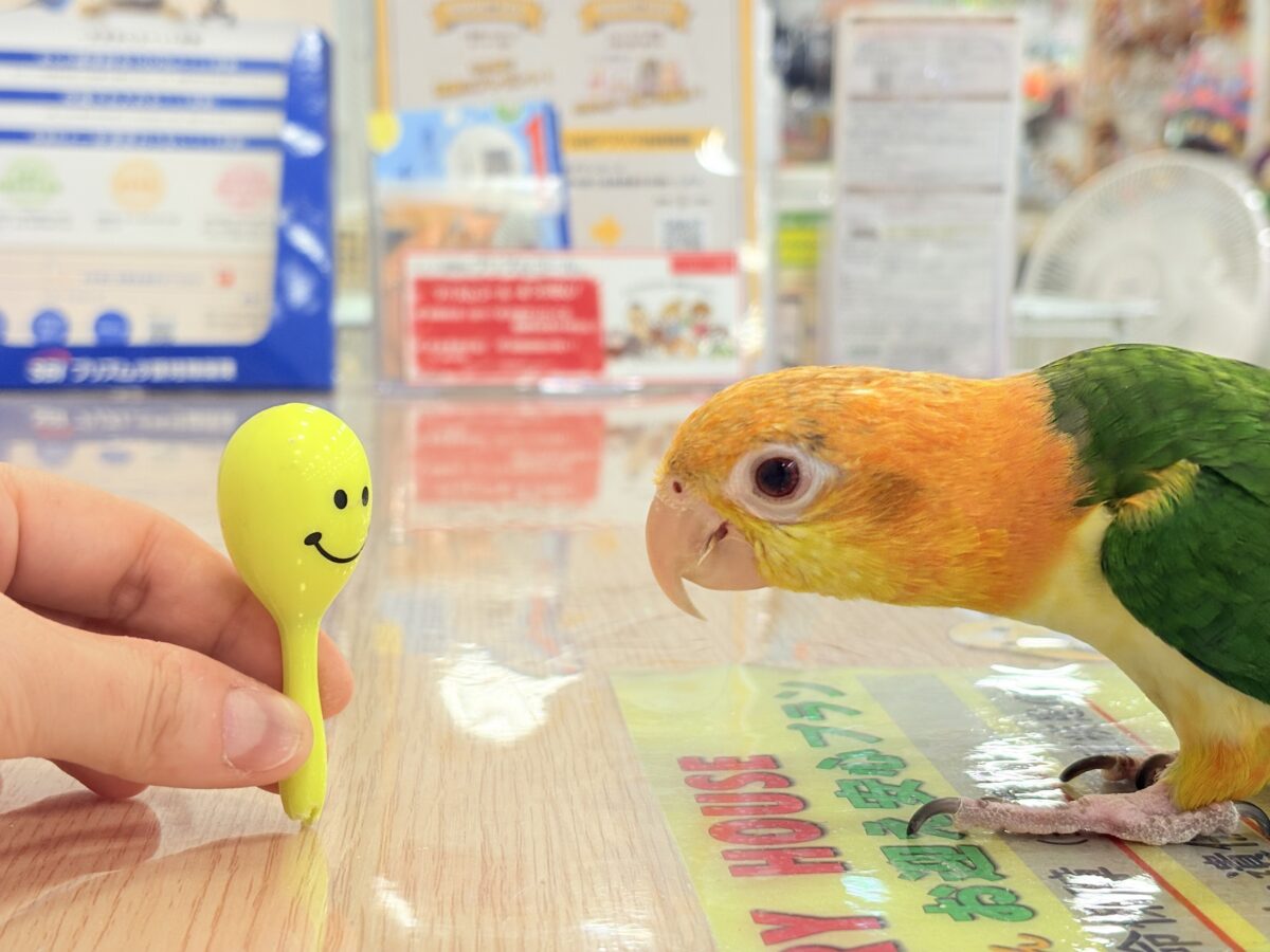 シロハラインコ