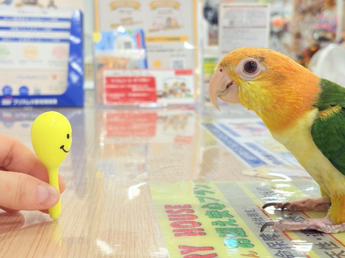 シロハラインコ
