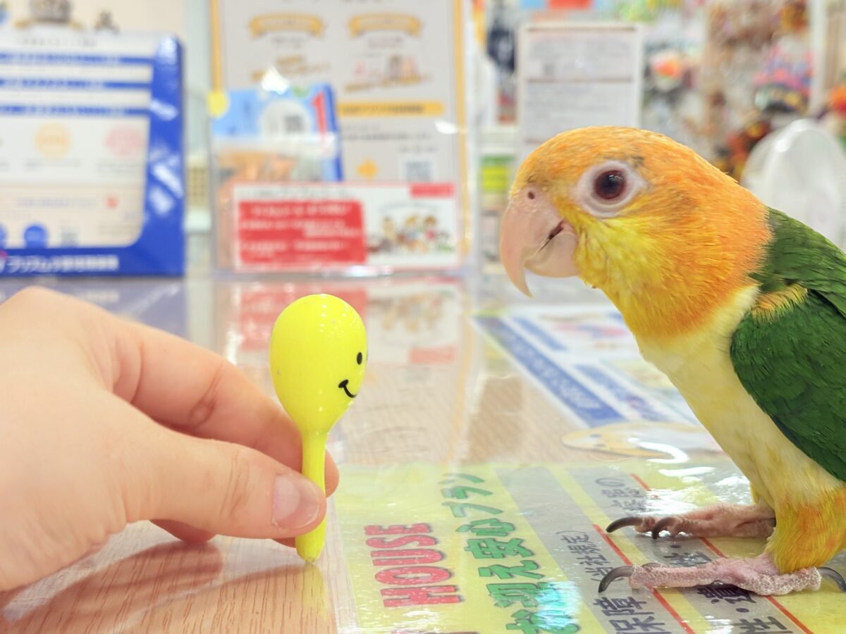 シロハラインコ