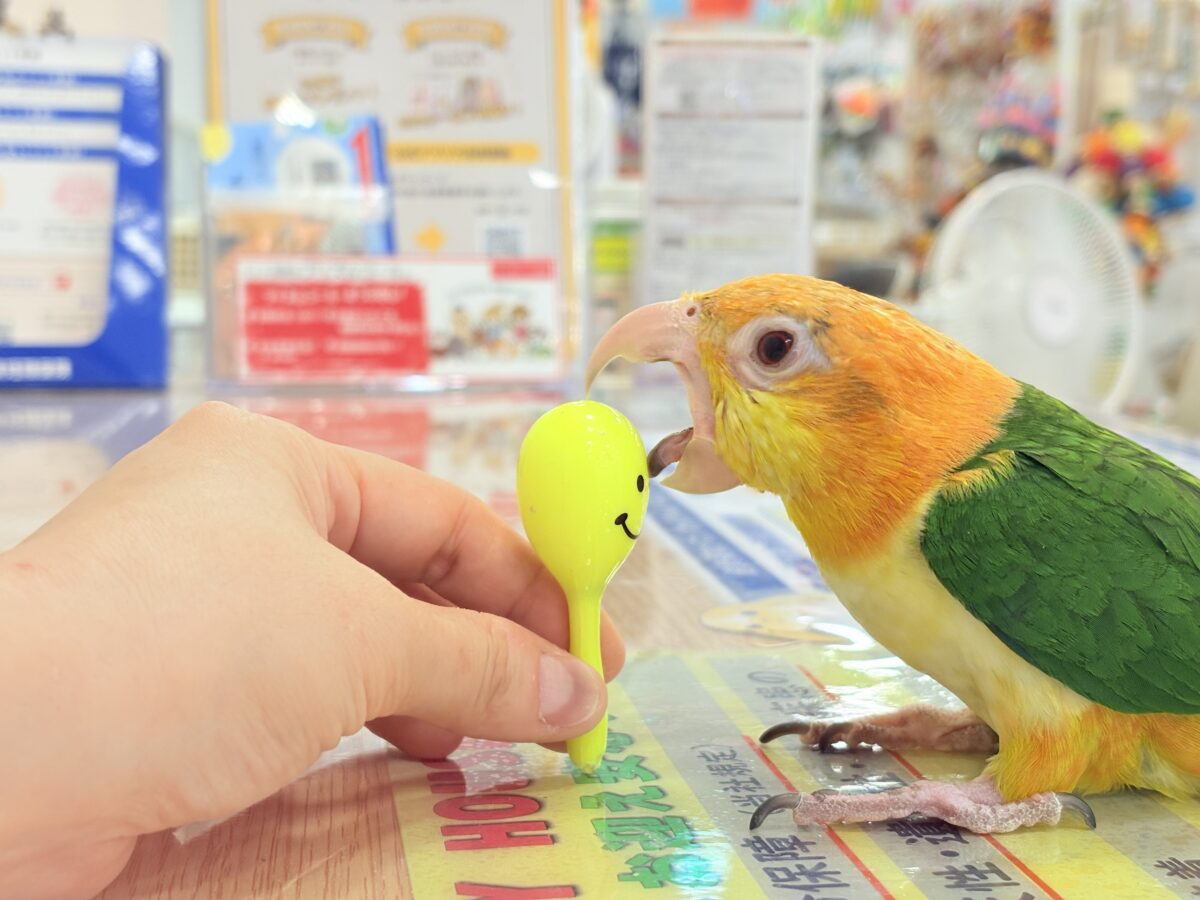 シロハラインコ