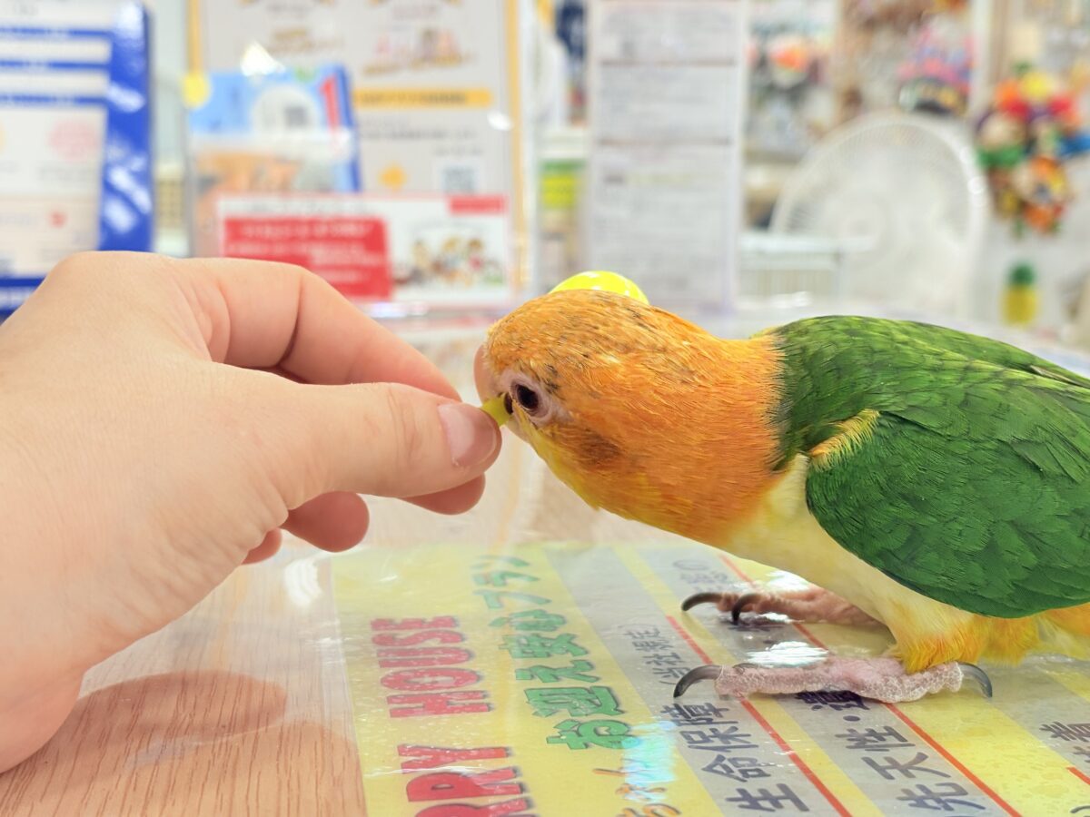 シロハラインコ