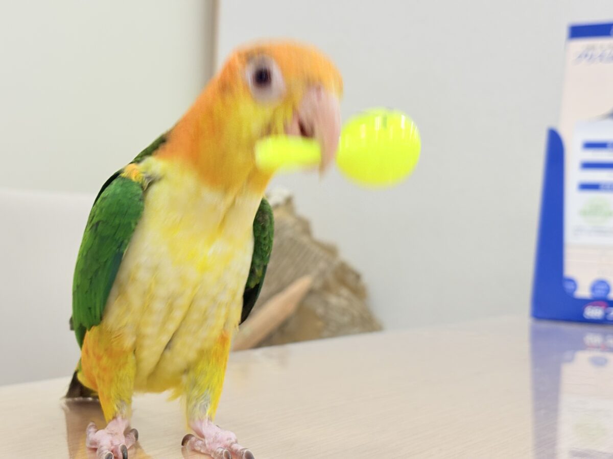 シロハラインコ