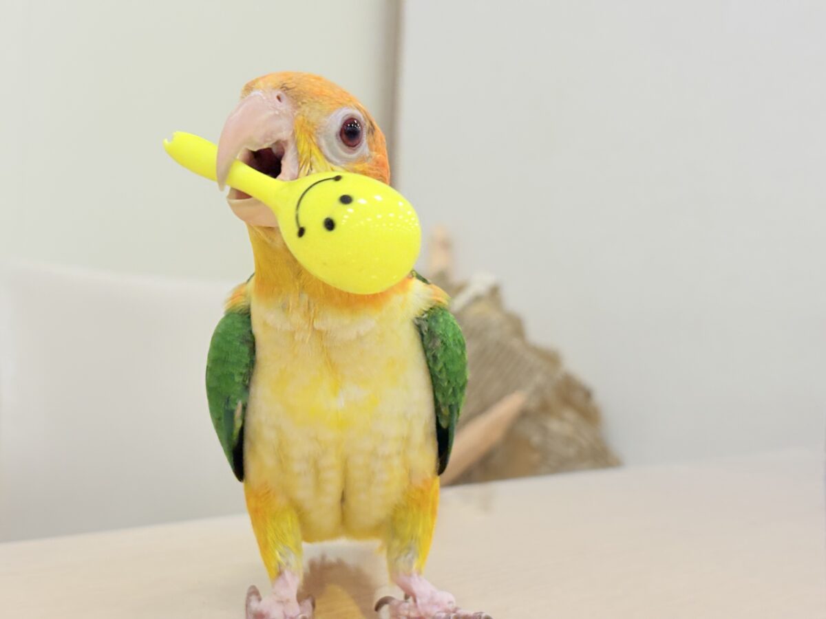 シロハラインコ