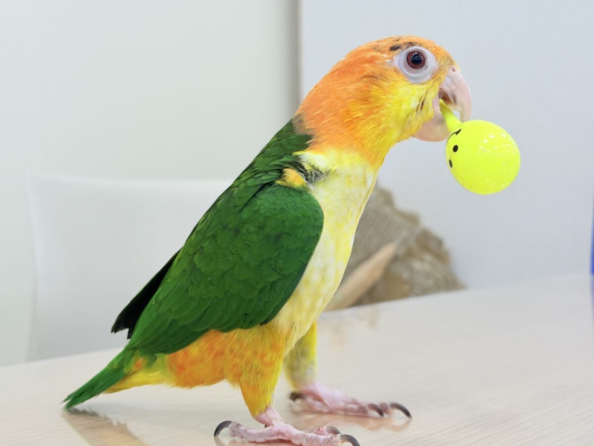 シロハラインコ