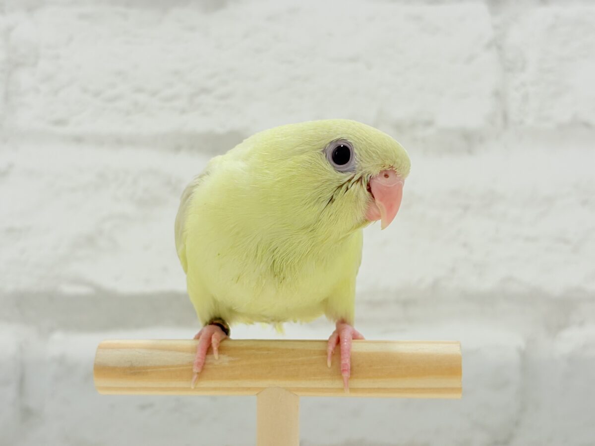 サザナミインコ