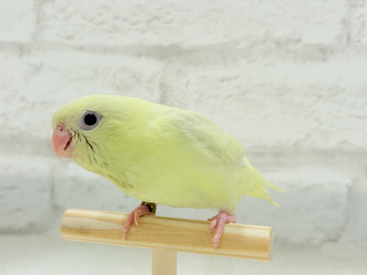 サザナミインコ