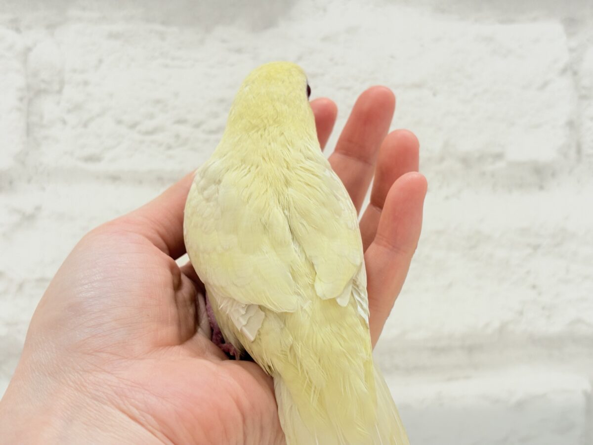 サザナミインコ