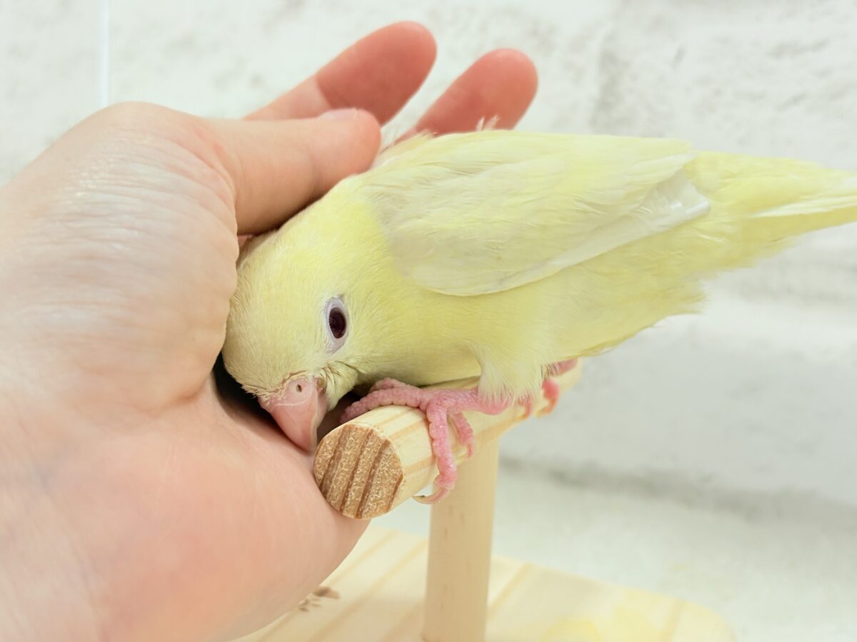 サザナミインコ