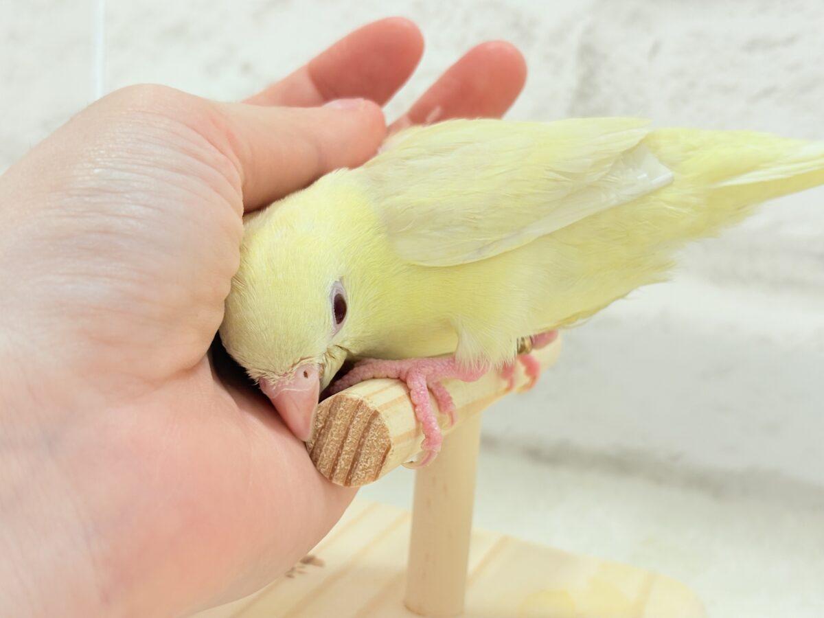 サザナミインコ