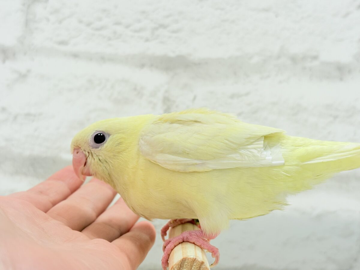 サザナミインコ