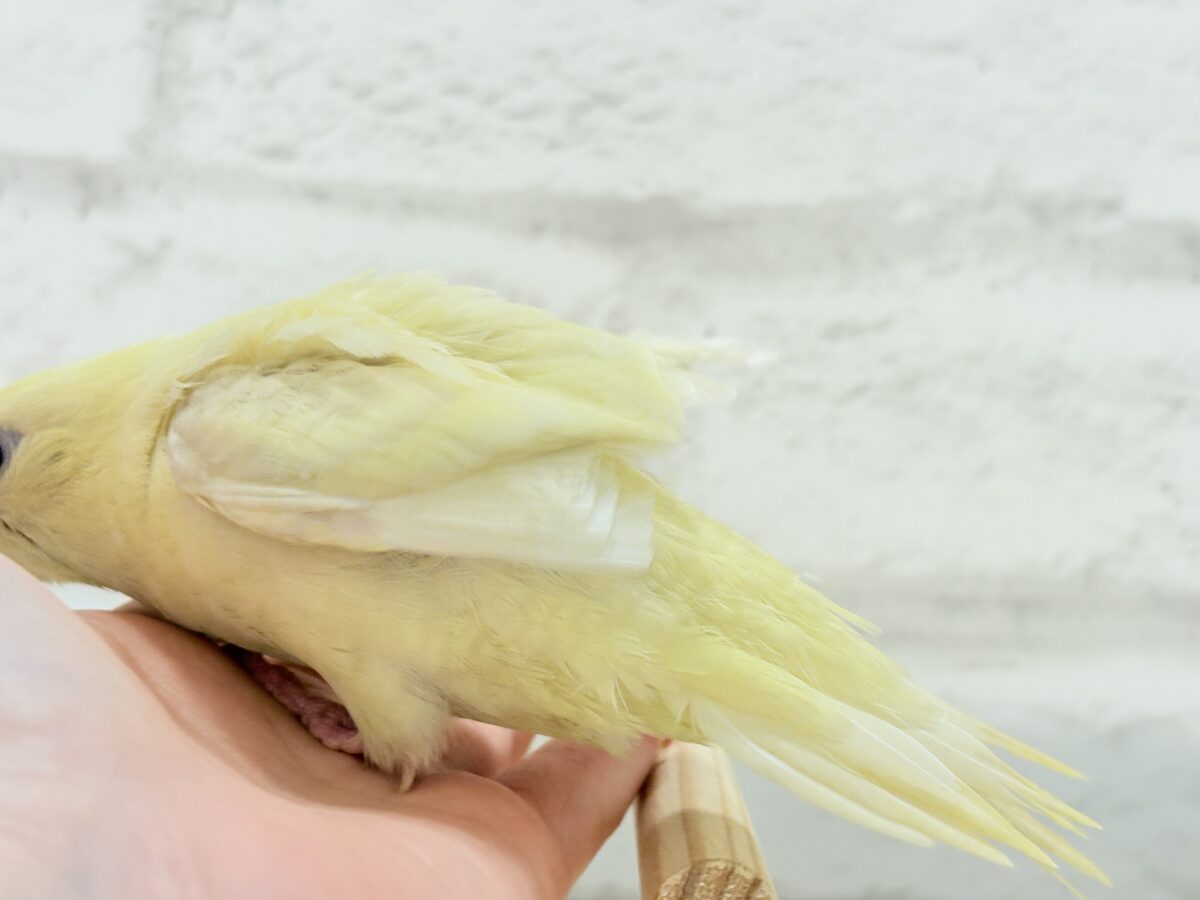 サザナミインコ