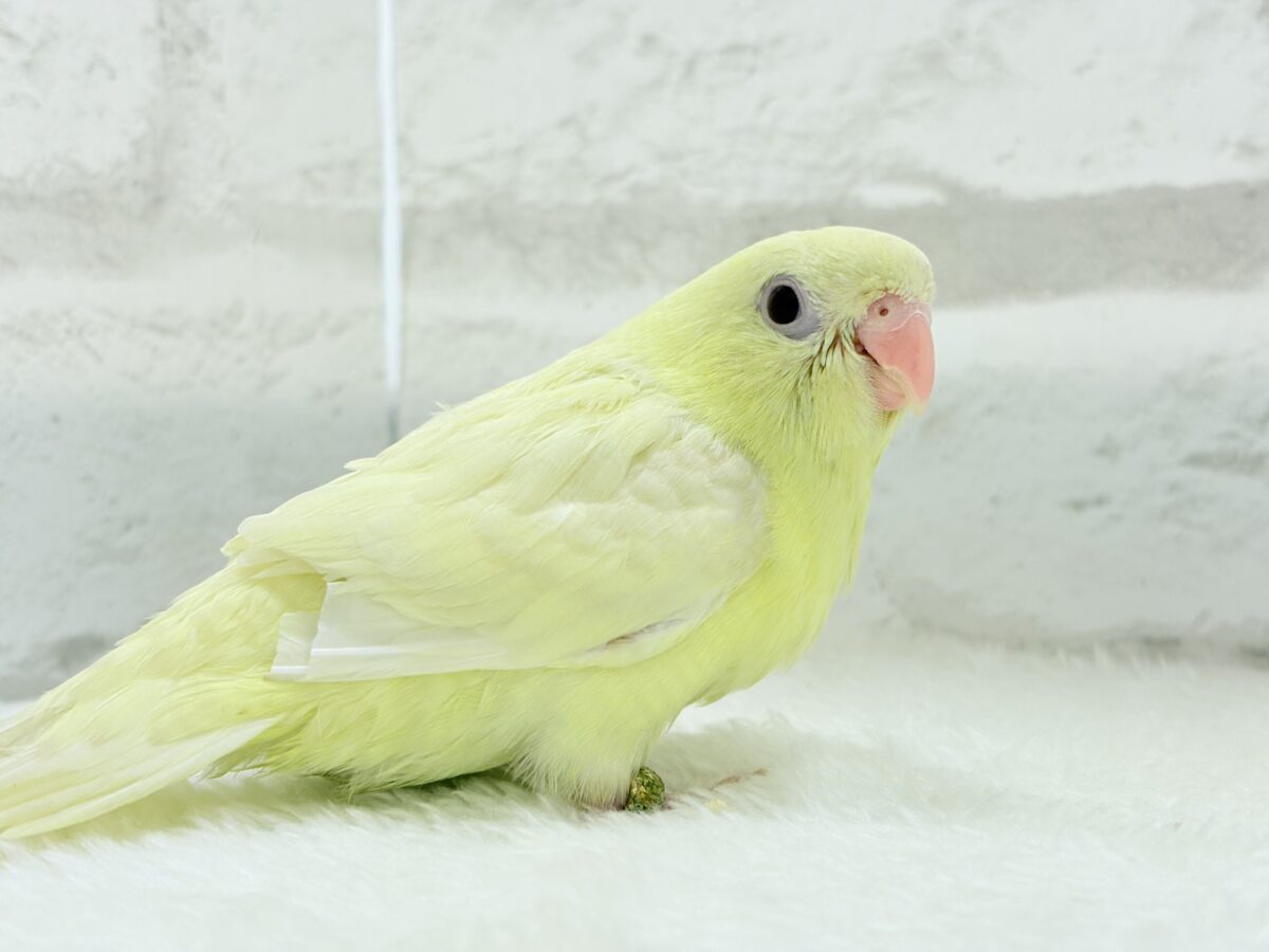 サザナミインコ