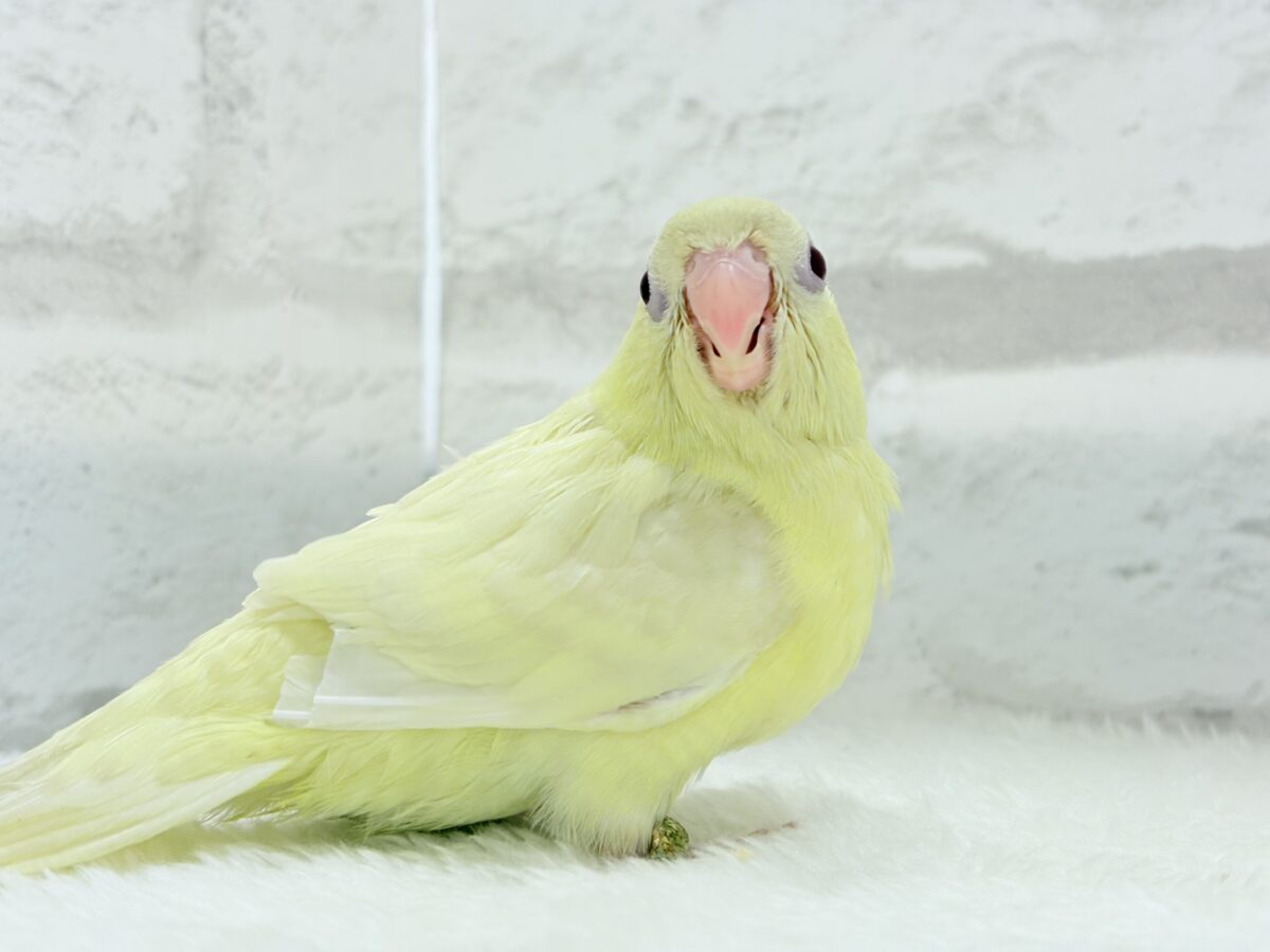 サザナミインコ