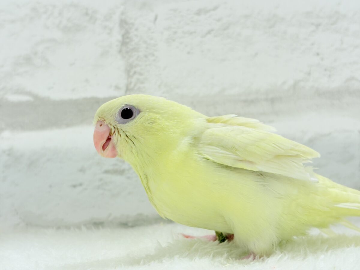 サザナミインコ