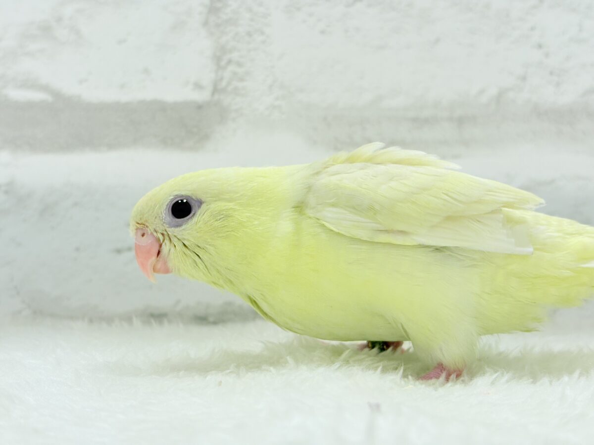 サザナミインコ