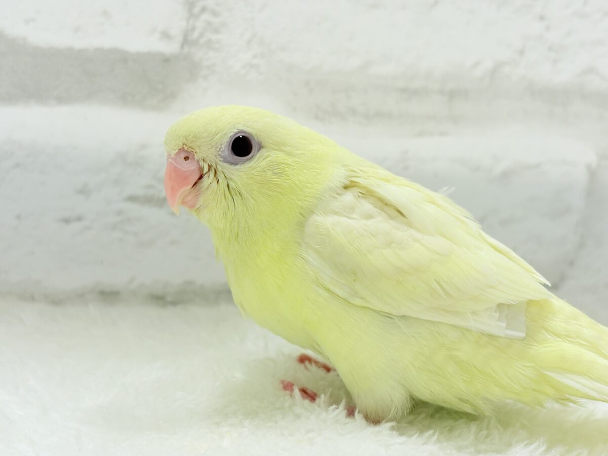 サザナミインコ