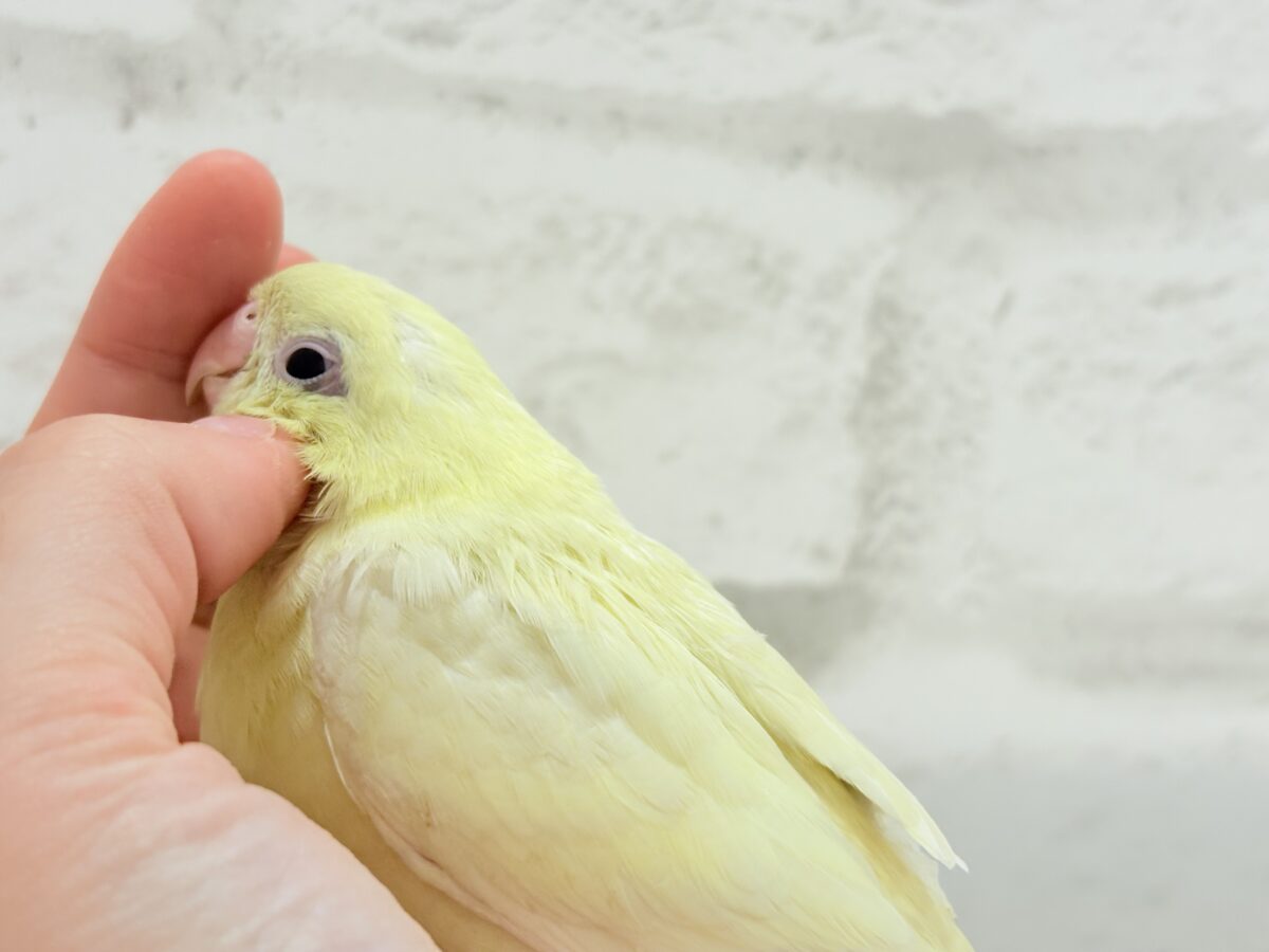 サザナミインコ