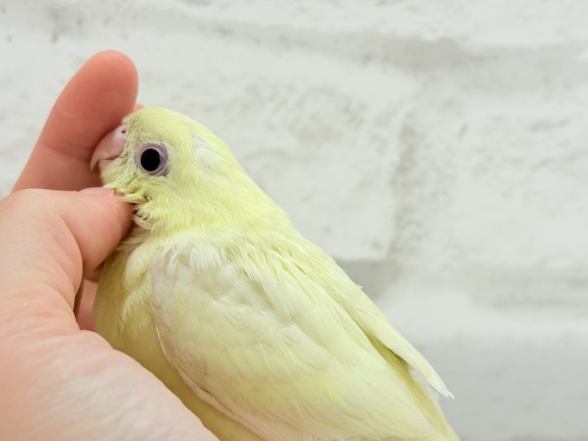 サザナミインコ