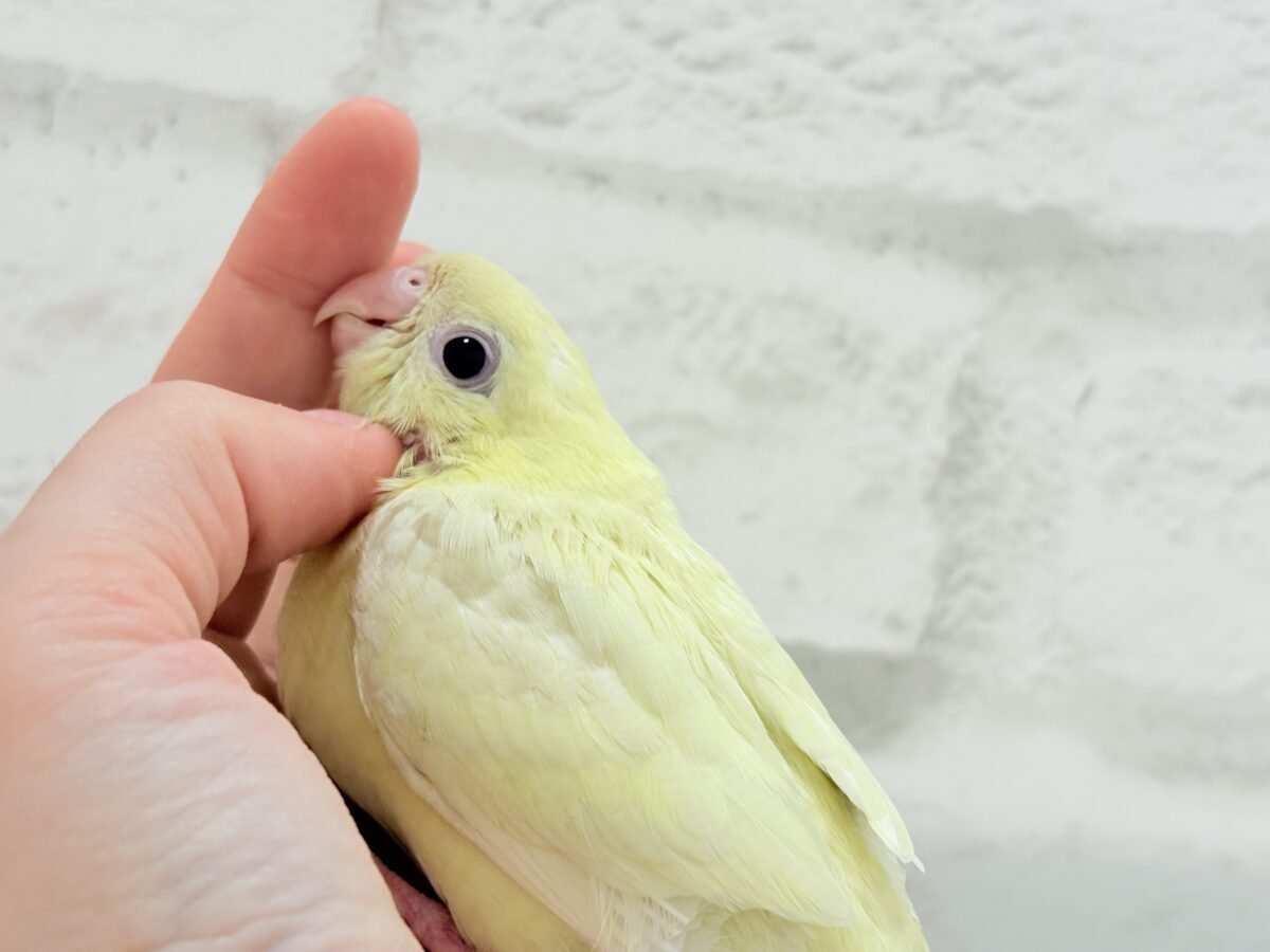 サザナミインコ