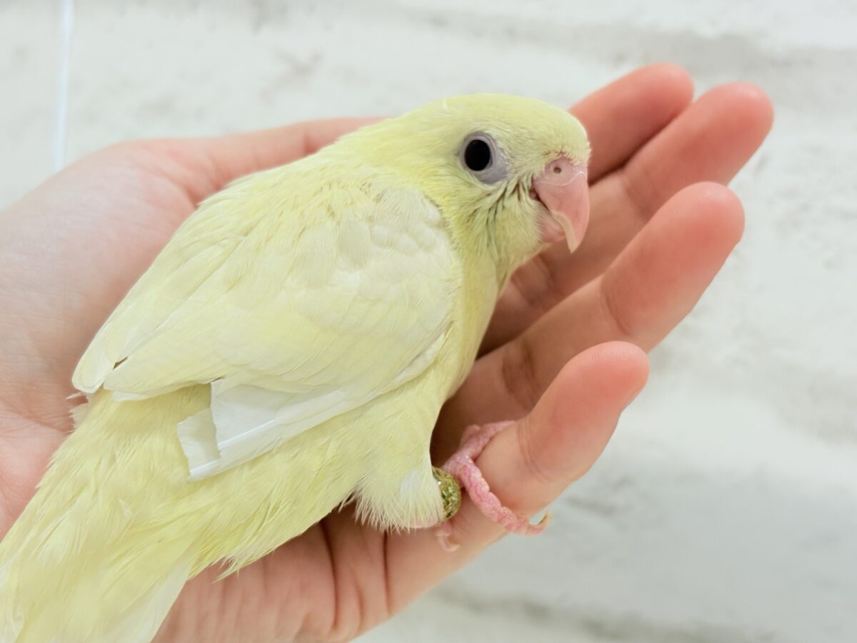 サザナミインコ