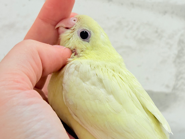 【最新画像更新🪄】我らの合図”ピーポポポ♬*°”⋆͛🐣🪐 ͙͛サザナミインコ(クリームイノ) ヒナ