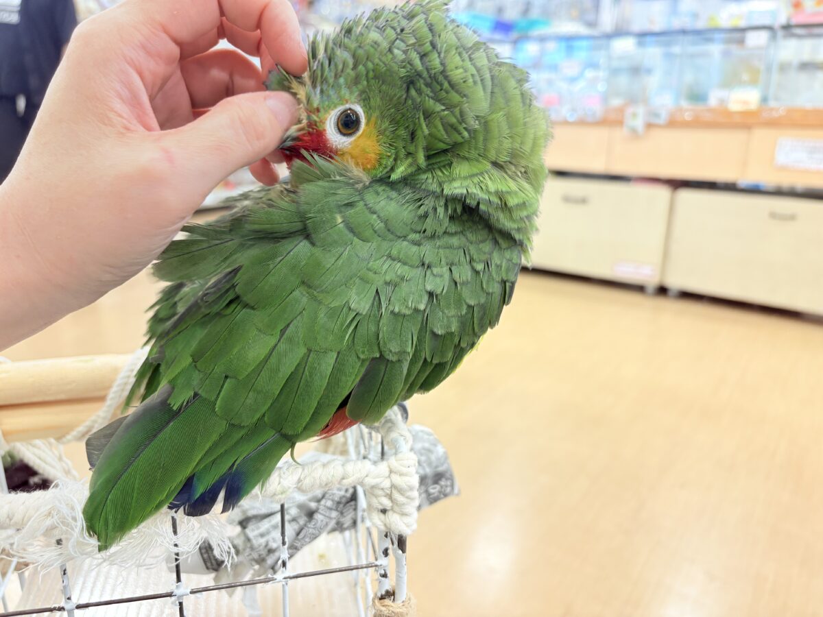 キホオボウシインコ