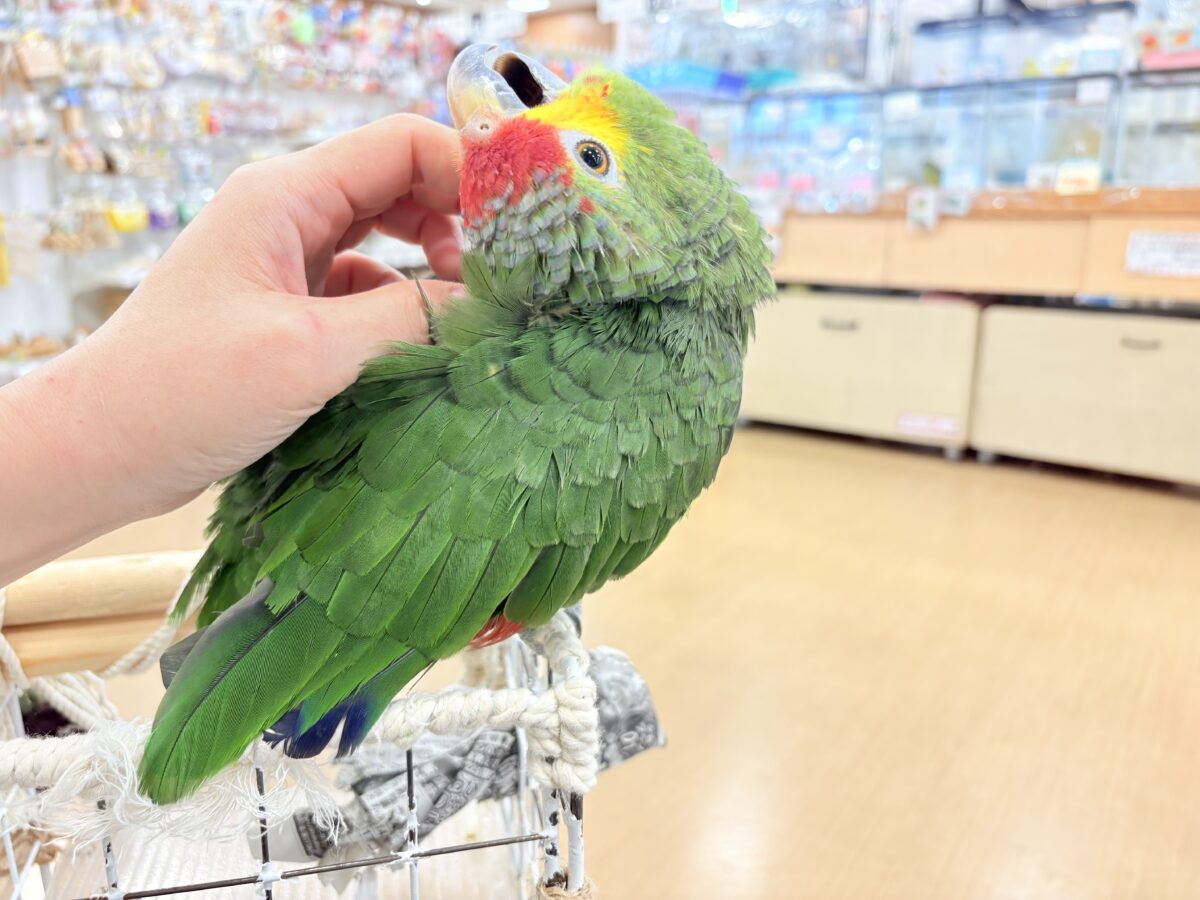 キホオボウシインコ