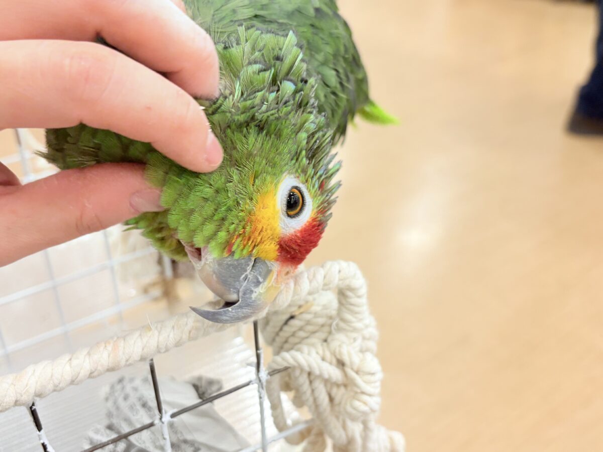 キホオボウシインコ