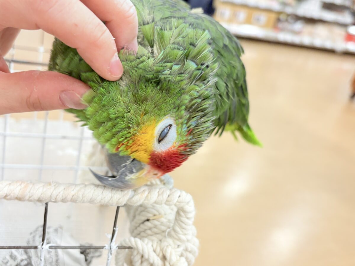 キホオボウシインコ