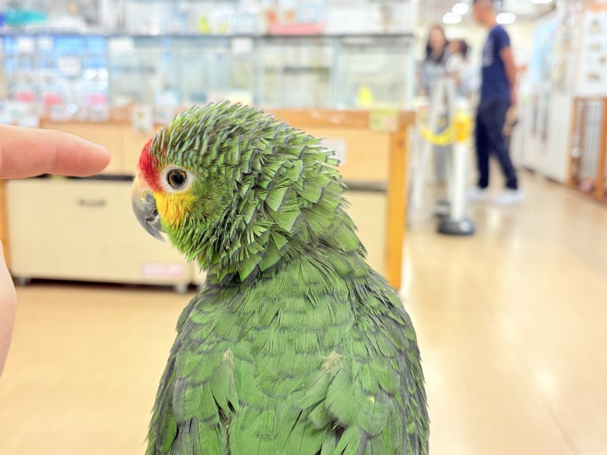 キホオボウシインコ