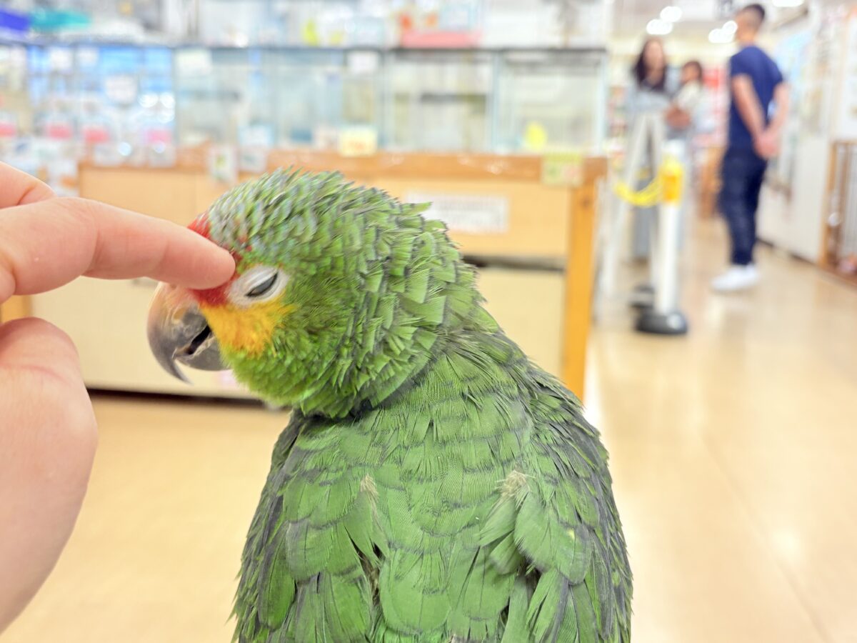 キホオボウシインコ