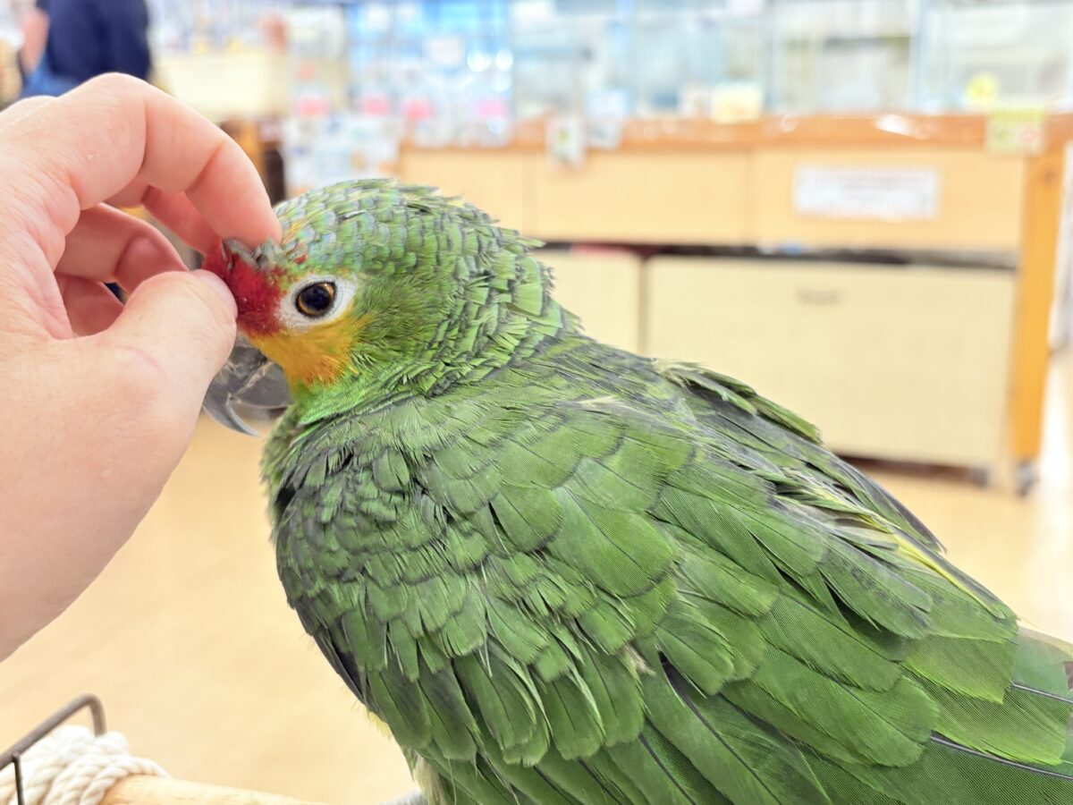 キホオボウシインコ